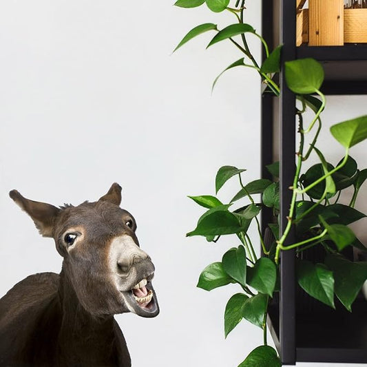 Funny Donkey Wall Art Sticker Realistic Donkey Face Wall Decals Peel and Stick Removable Vinyl Donkey Sticker Gift for Friends Bathroom Kids Bedroom Playroom Art Room Wall Art Decor